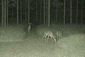 Enlarge photo 241