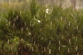 Enlarge photo 249