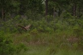 Enlarge photo 255