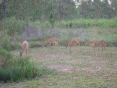 Enlarge photo 269