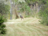 Enlarge photo 310