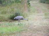 Enlarge photo 309