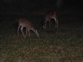 Enlarge photo 325
