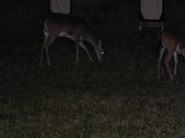 Enlarge photo 327