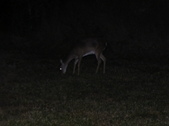 Enlarge photo 333
