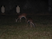 Enlarge photo 334