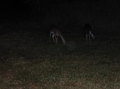 Enlarge photo 336