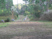 Enlarge photo 347
