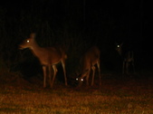 Enlarge photo 363
