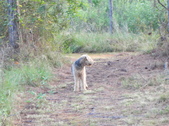 Enlarge photo 367