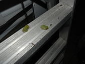 Enlarge photo 374