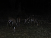Enlarge photo 389