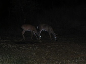 Enlarge photo 394