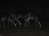 Enlarge photo 393