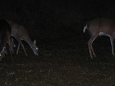Enlarge photo 396