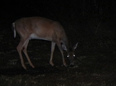Enlarge photo 397