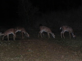 Enlarge photo 405