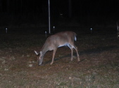 Enlarge photo 418