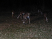 Enlarge photo 417