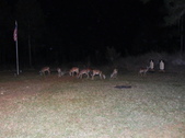 Enlarge photo 398