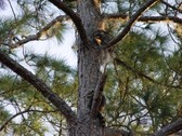 Enlarge photo 154