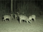 Enlarge photo 157