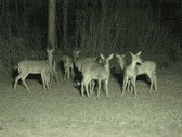 Enlarge photo 158