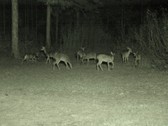 Enlarge photo 159