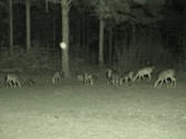 Enlarge photo 160