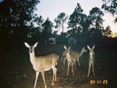 Enlarge photo 107