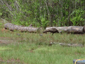 Enlarge photo 121