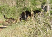 Enlarge photo 131