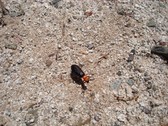 Enlarge photo 273