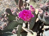 Enlarge photo 277