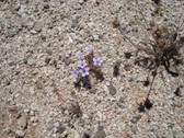 Enlarge photo 278
