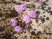 Enlarge photo 287