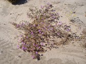 Enlarge photo 285