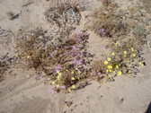 Enlarge photo 286