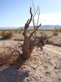 Enlarge photo 290