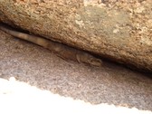 Enlarge photo 220