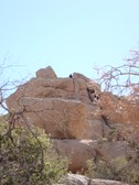 Enlarge photo 239