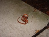 RedRatSnake
