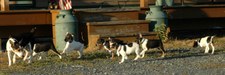 Enlarge photo 83