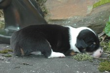 Enlarge photo 46