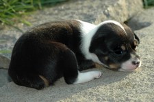 Enlarge photo 42