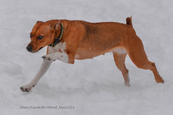 Enlarge photo 306