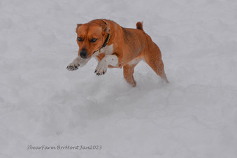 Enlarge photo 302