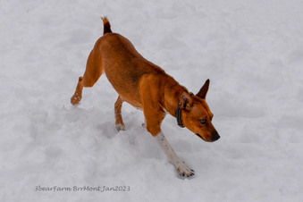 Enlarge photo 299