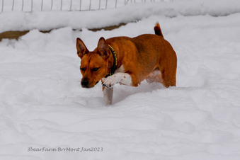 Enlarge photo 297