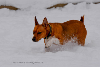 Enlarge photo 295